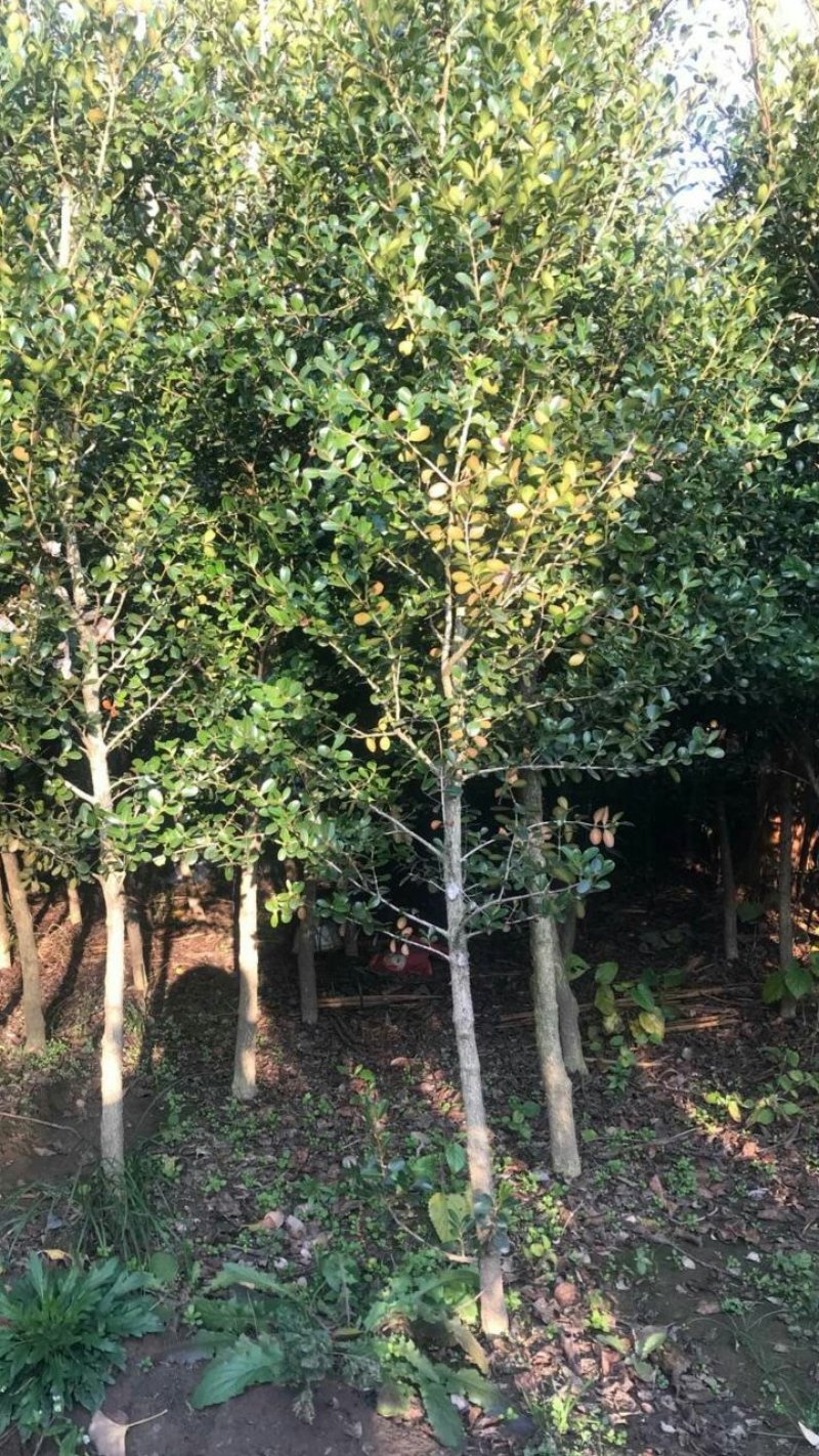 黄杨树