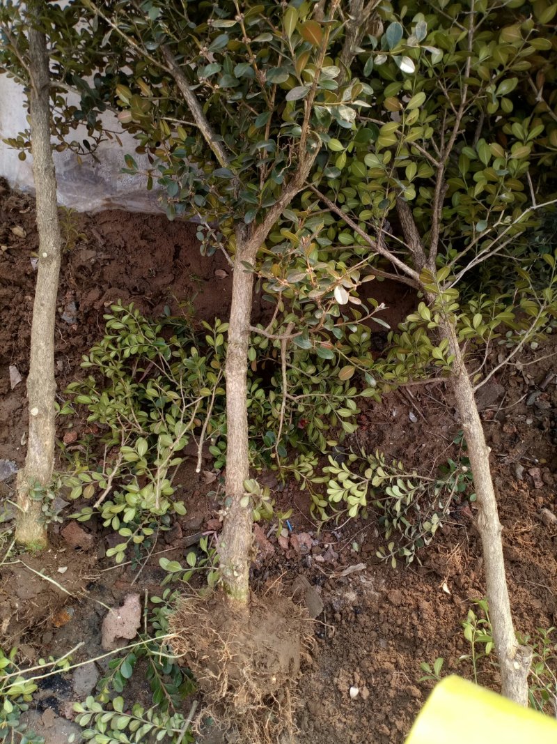 黄杨树
