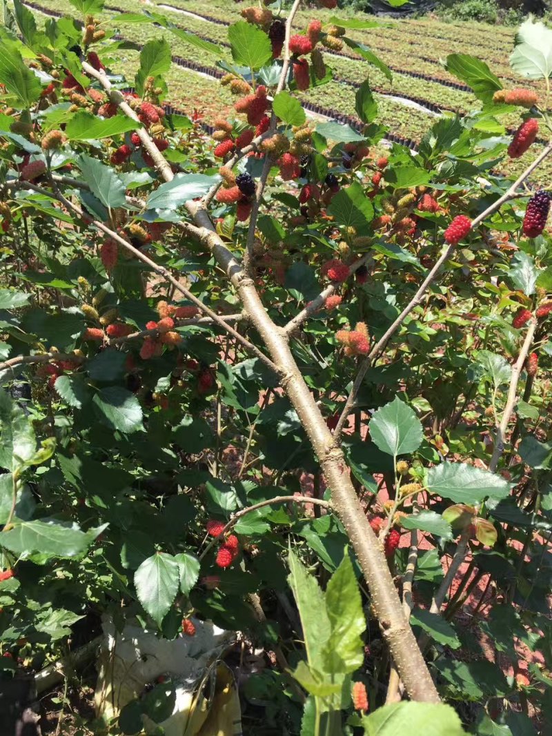 底价处理台湾高产桑葚72C002挂果苗