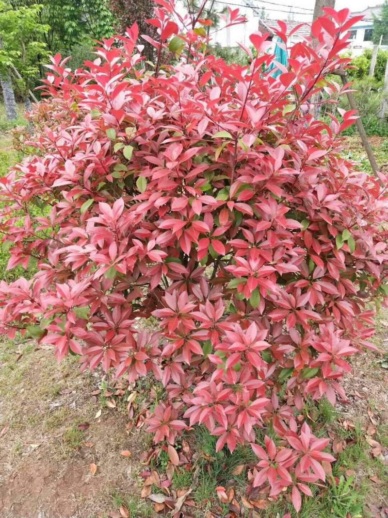 红叶石楠球，冠丨米