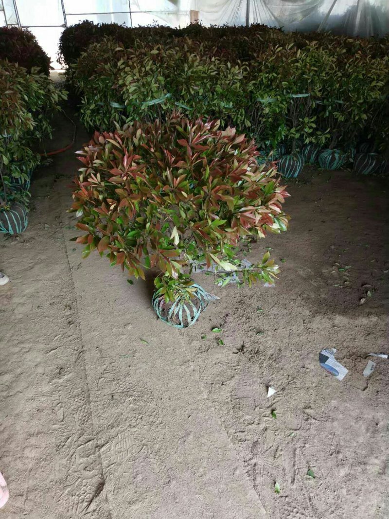红叶石楠球，冠丨米