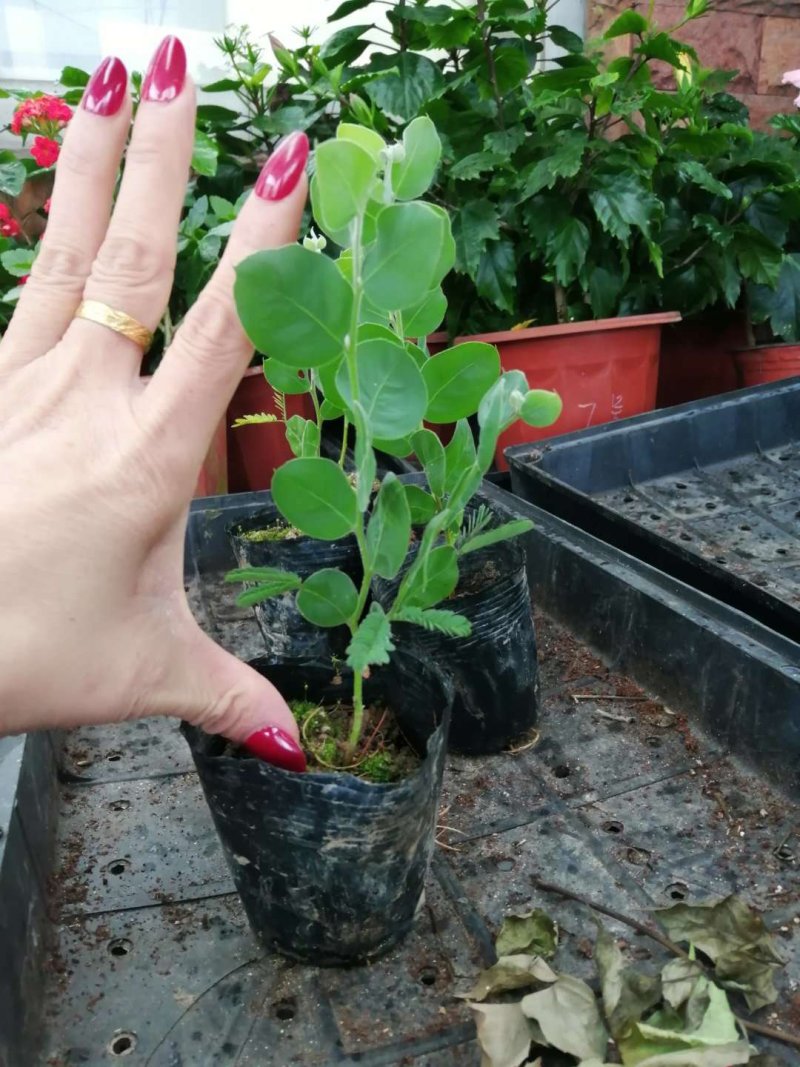 银叶金合欢苗园林绿化速生树苗观叶赏花美观