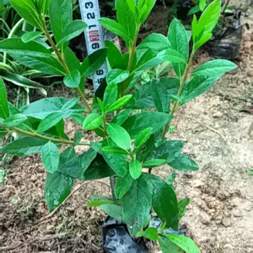 毛杜娟，各种绿化苗木有需要的联系，量大优惠欢迎咨询