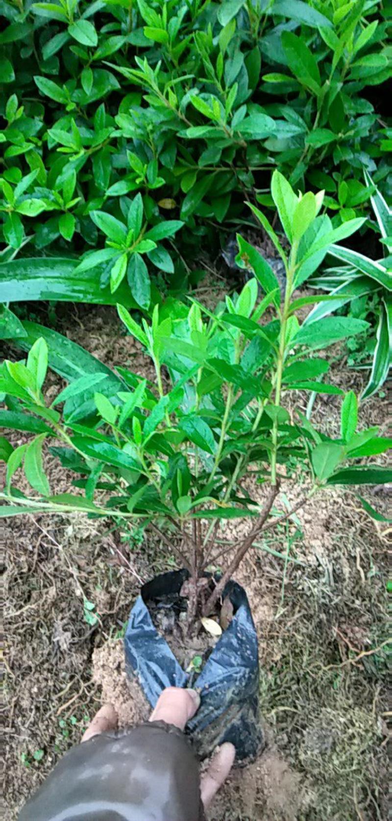 毛杜娟，各种绿化苗木有需要的联系，量大优惠欢迎咨询