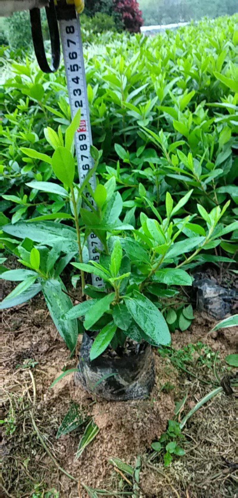 毛杜娟，各种绿化苗木有需要的联系，量大优惠欢迎咨询