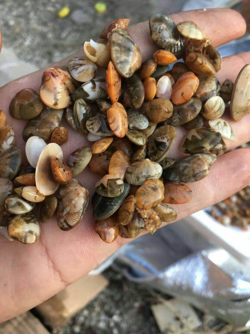 商品花蛤，花蛤苗大量供应