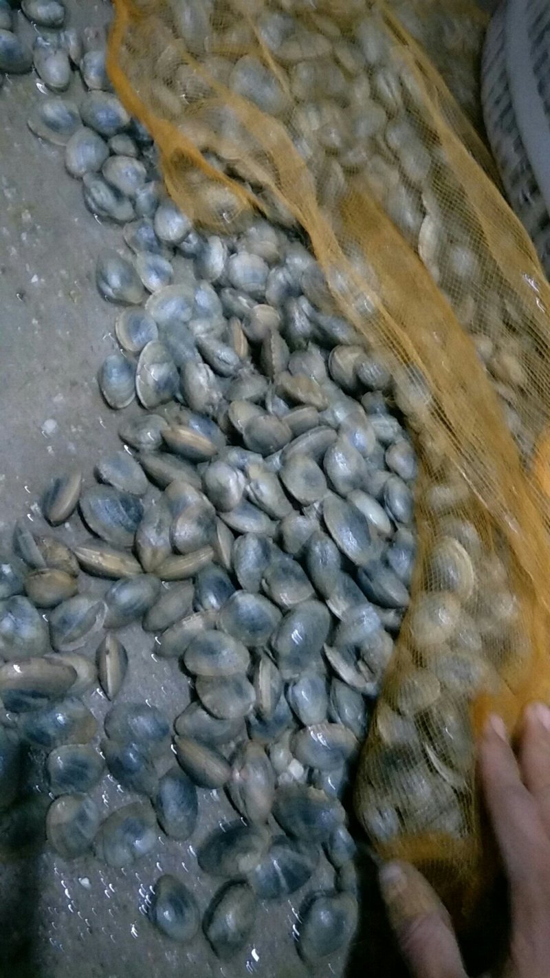 商品花蛤，花蛤苗大量供应