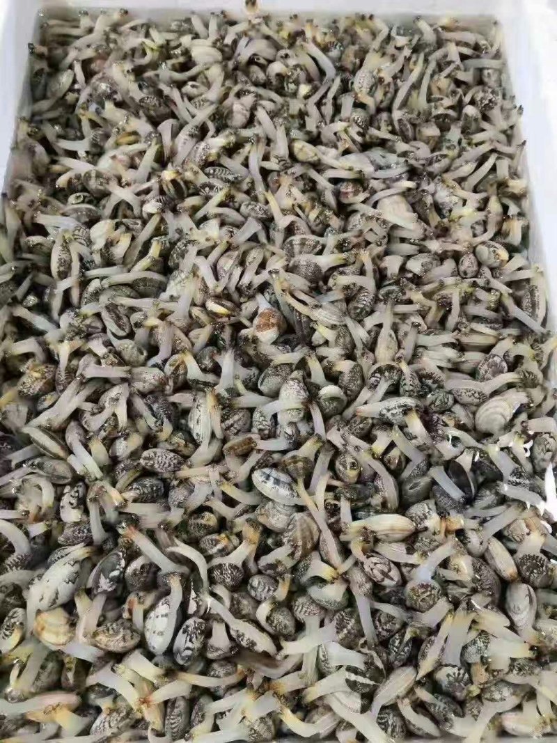 商品花蛤，花蛤苗大量供应