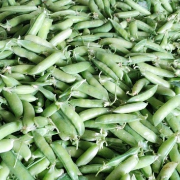 豌豆荚