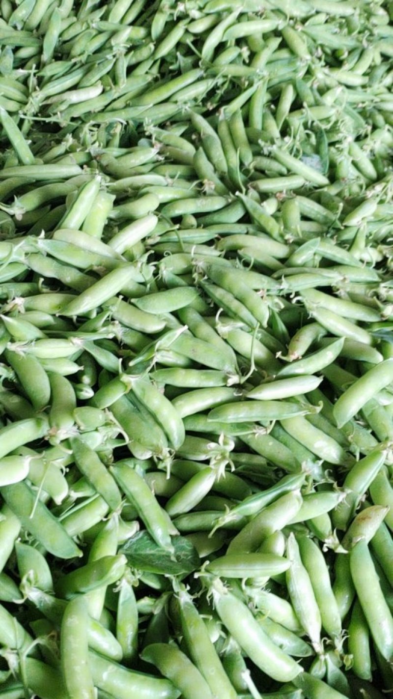 豌豆荚