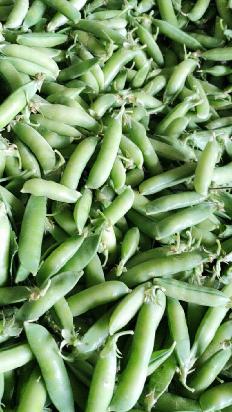 豌豆荚