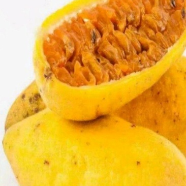 香蕉味百香果苗