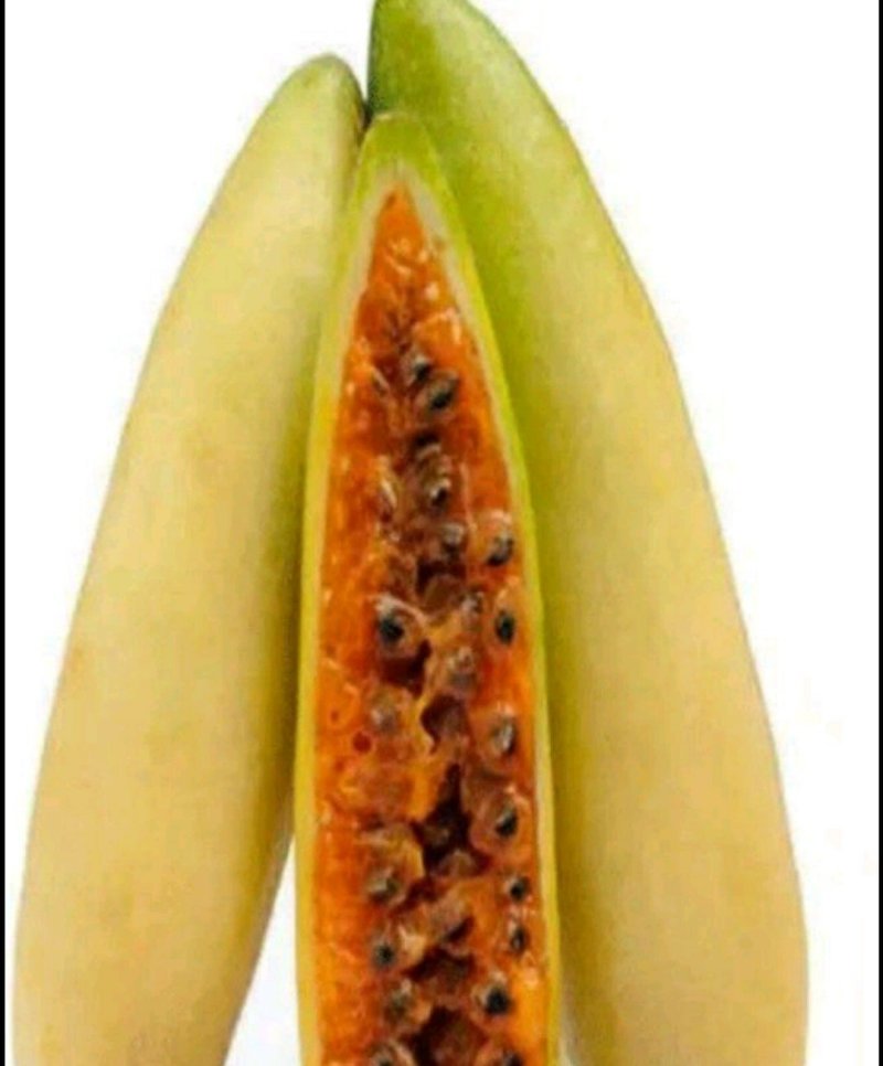 香蕉味百香果苗