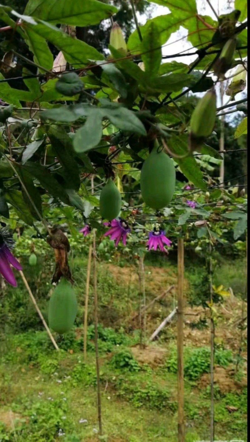 香蕉味百香果苗