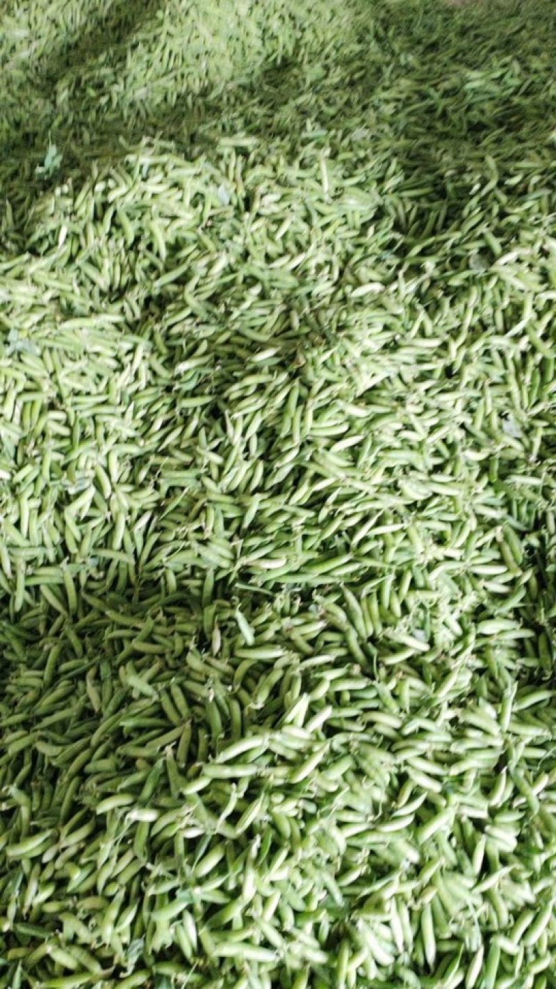豌豆荚
