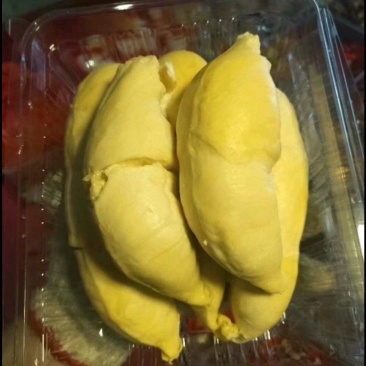 金枕榴莲苗