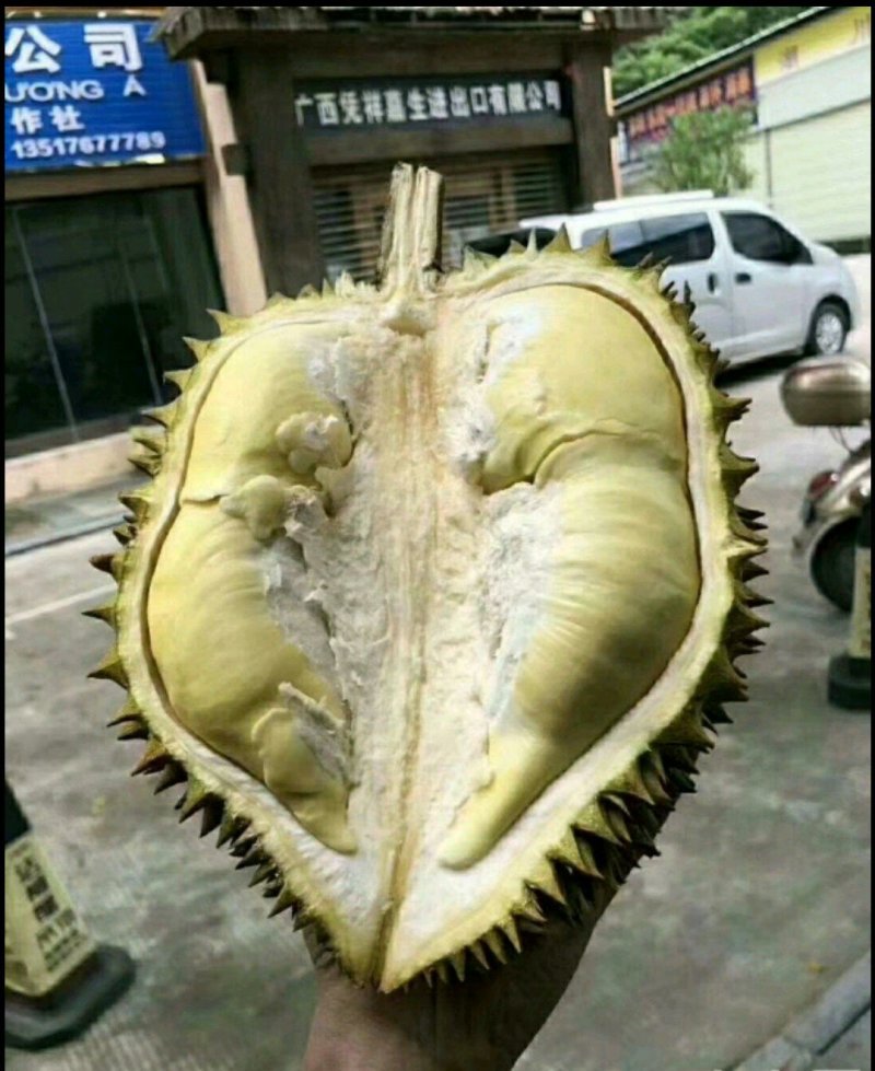 金枕榴莲苗