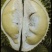 金枕榴莲苗