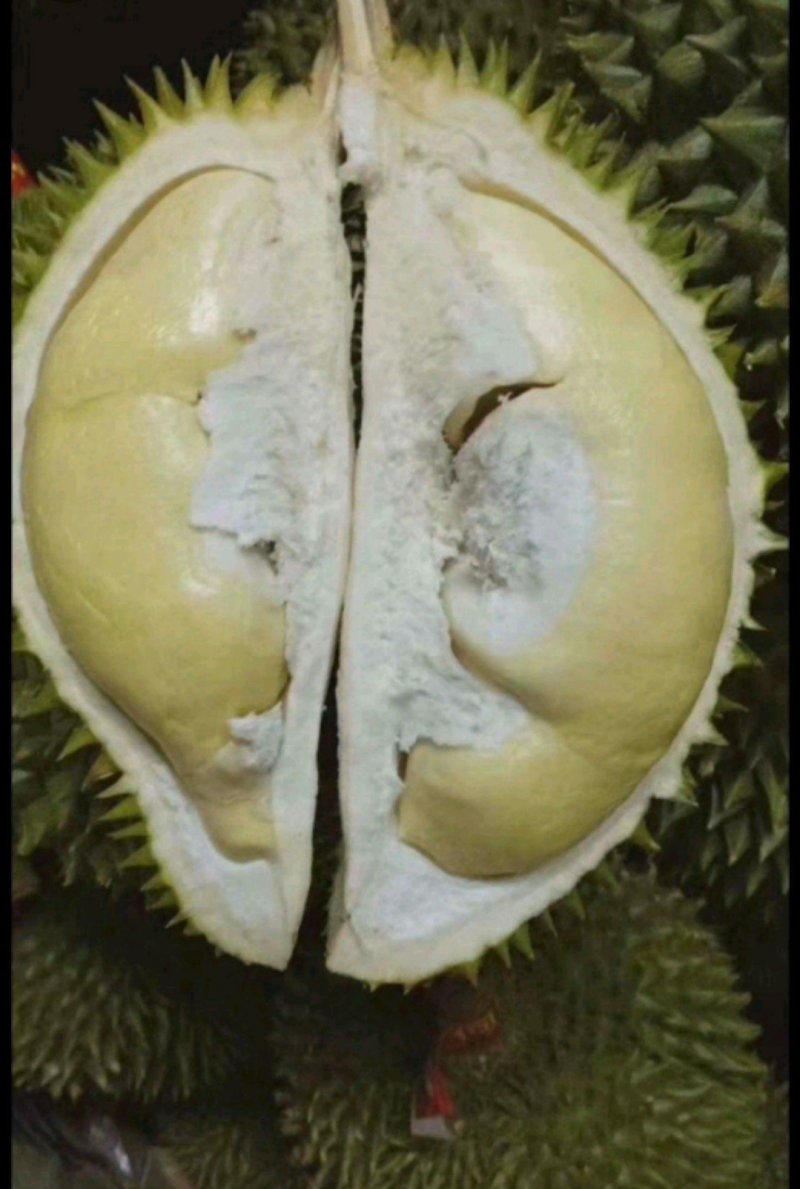 金枕榴莲苗