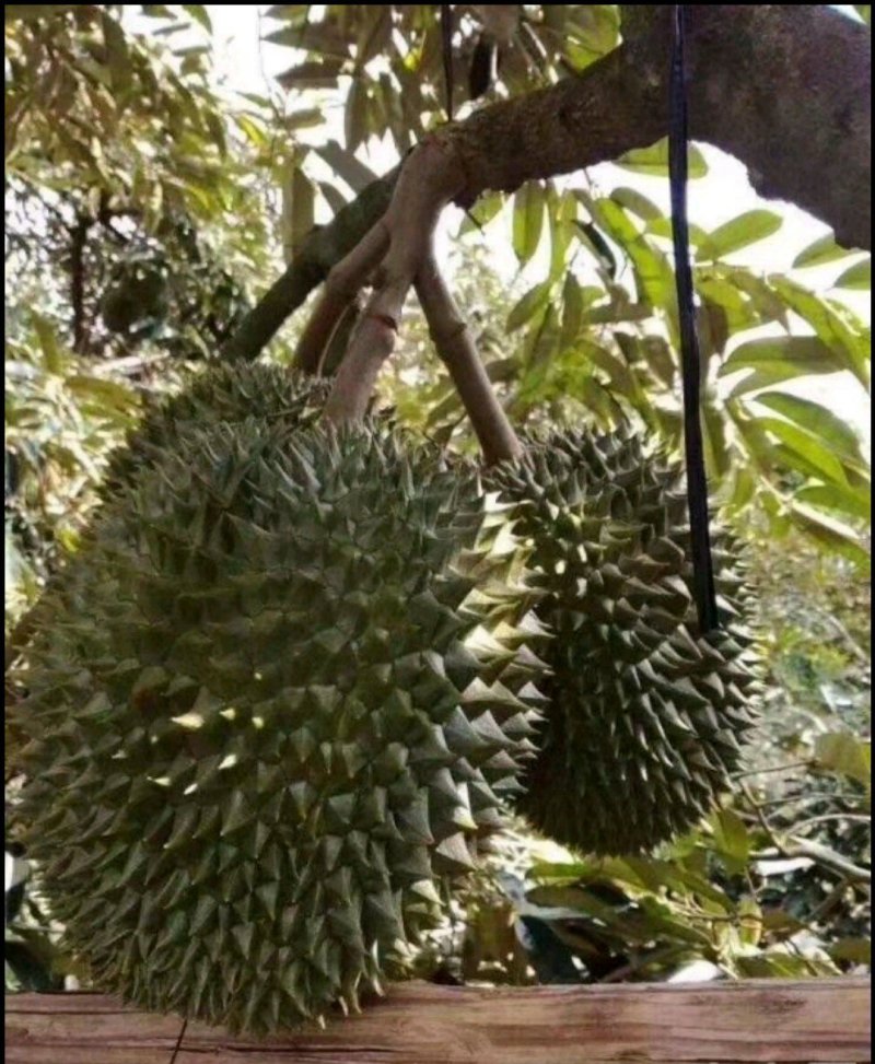 金枕榴莲苗