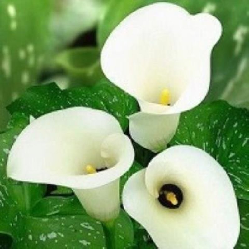 买二送喷壶彩色马蹄莲种球带芽彩马蹄莲花苗花卉盆栽当年开花