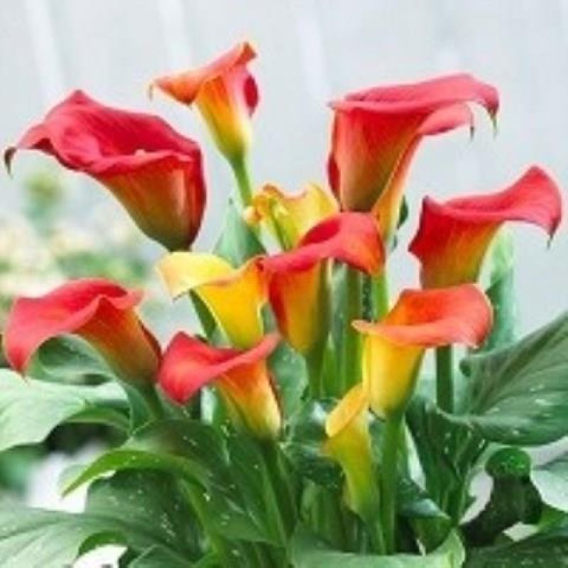 买二送喷壶彩色马蹄莲种球带芽彩马蹄莲花苗花卉盆栽当年开花
