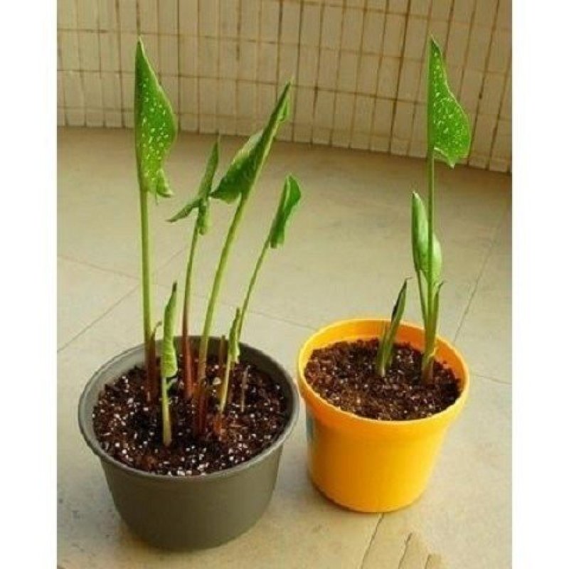 买二送喷壶彩色马蹄莲种球带芽彩马蹄莲花苗花卉盆栽当年开花