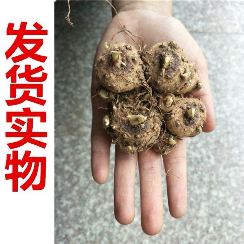 买二送喷壶彩色马蹄莲种球带芽彩马蹄莲花苗花卉盆栽当年开花