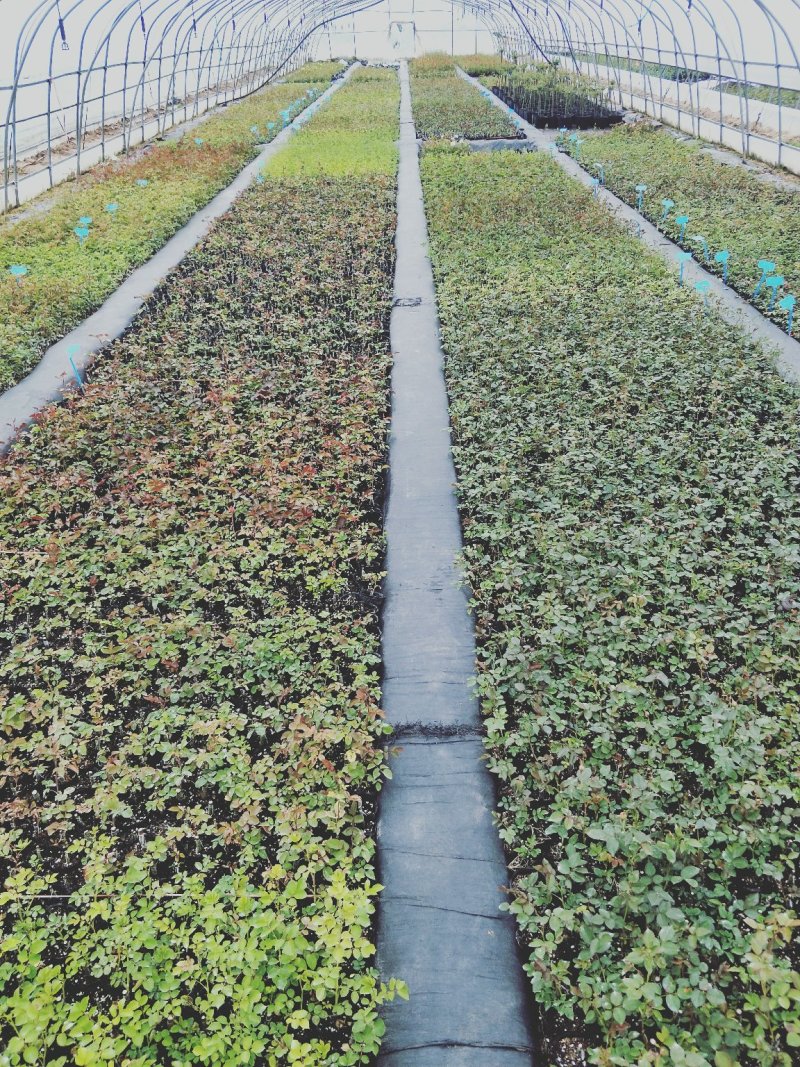 欧洲月季