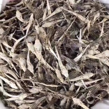火山岛野生海麻雀