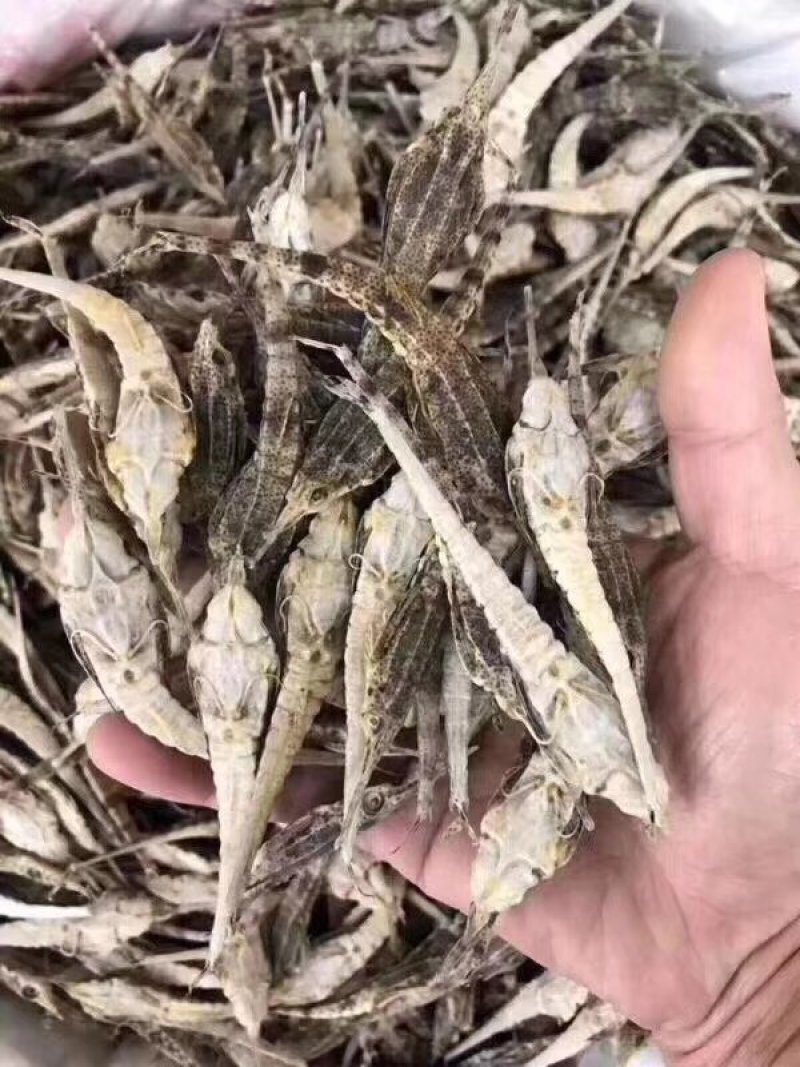 火山岛野生海麻雀