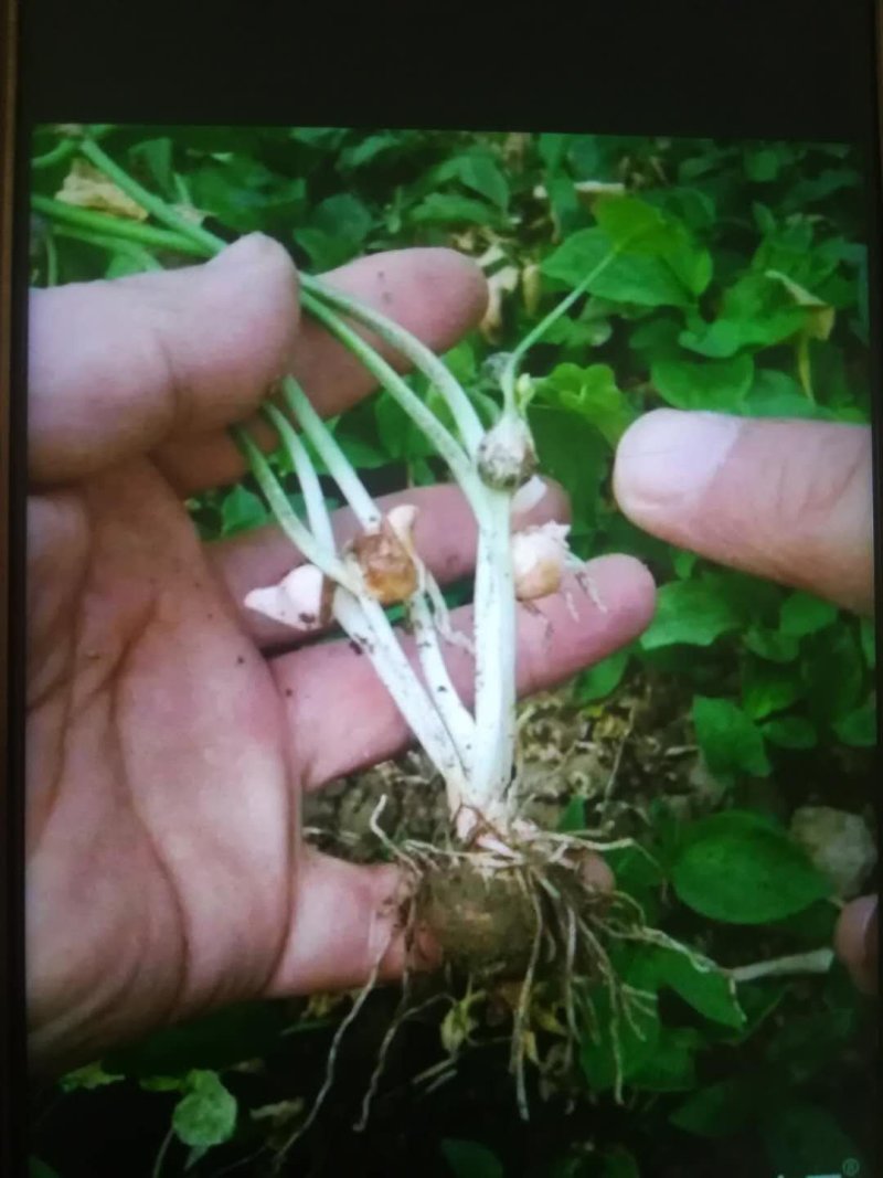 湖北天门精选优质荆半夏