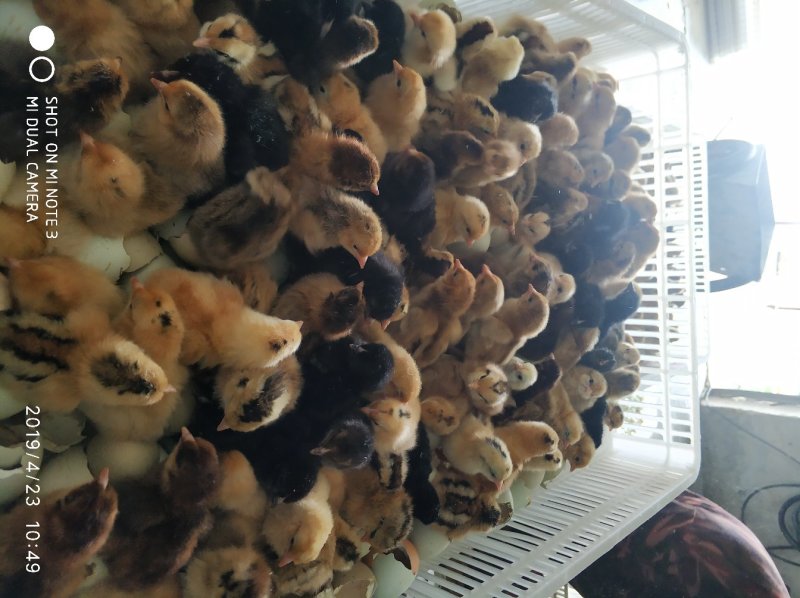 绿壳蛋鸡苗青脚黄麻羽绿壳蛋鸡苗