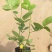 各类大花月季多品种种植基地红帽大花丰花多品种