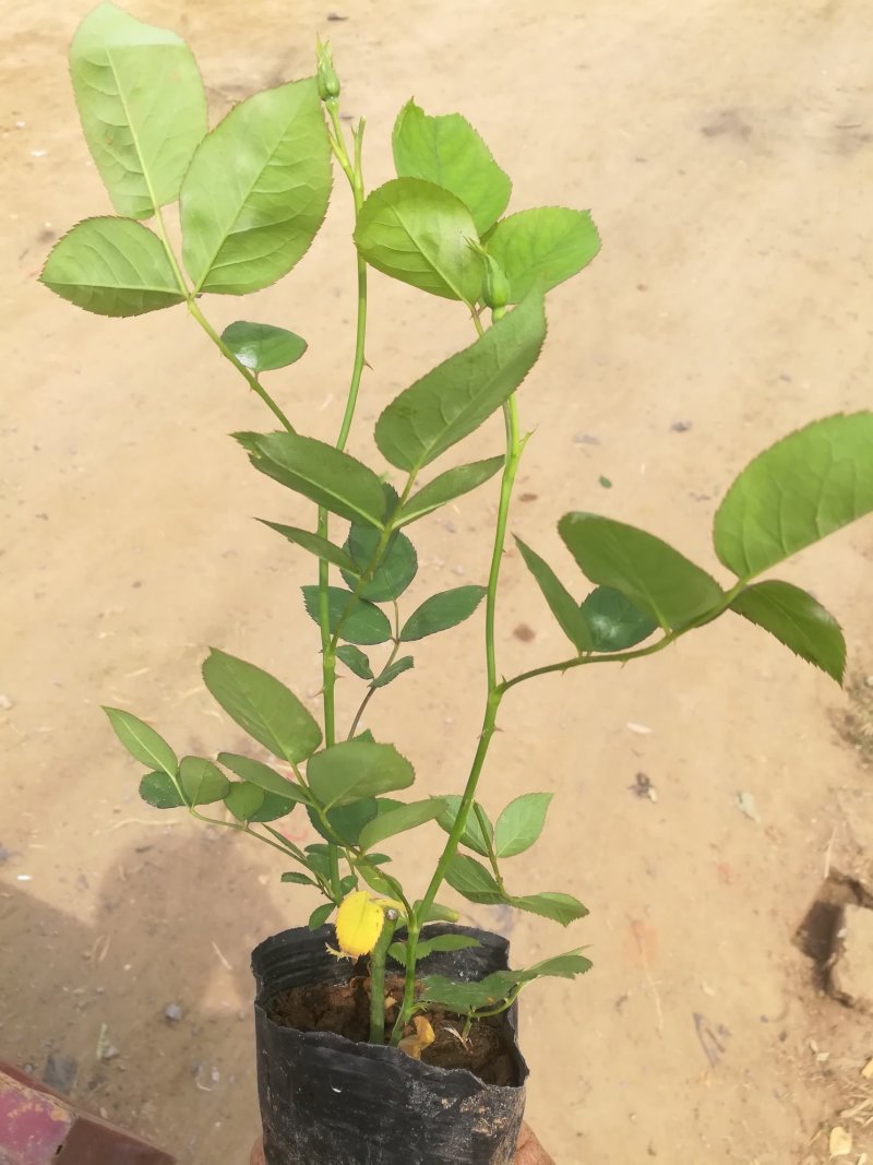 各类大花月季多品种种植基地红帽大花丰花多品种