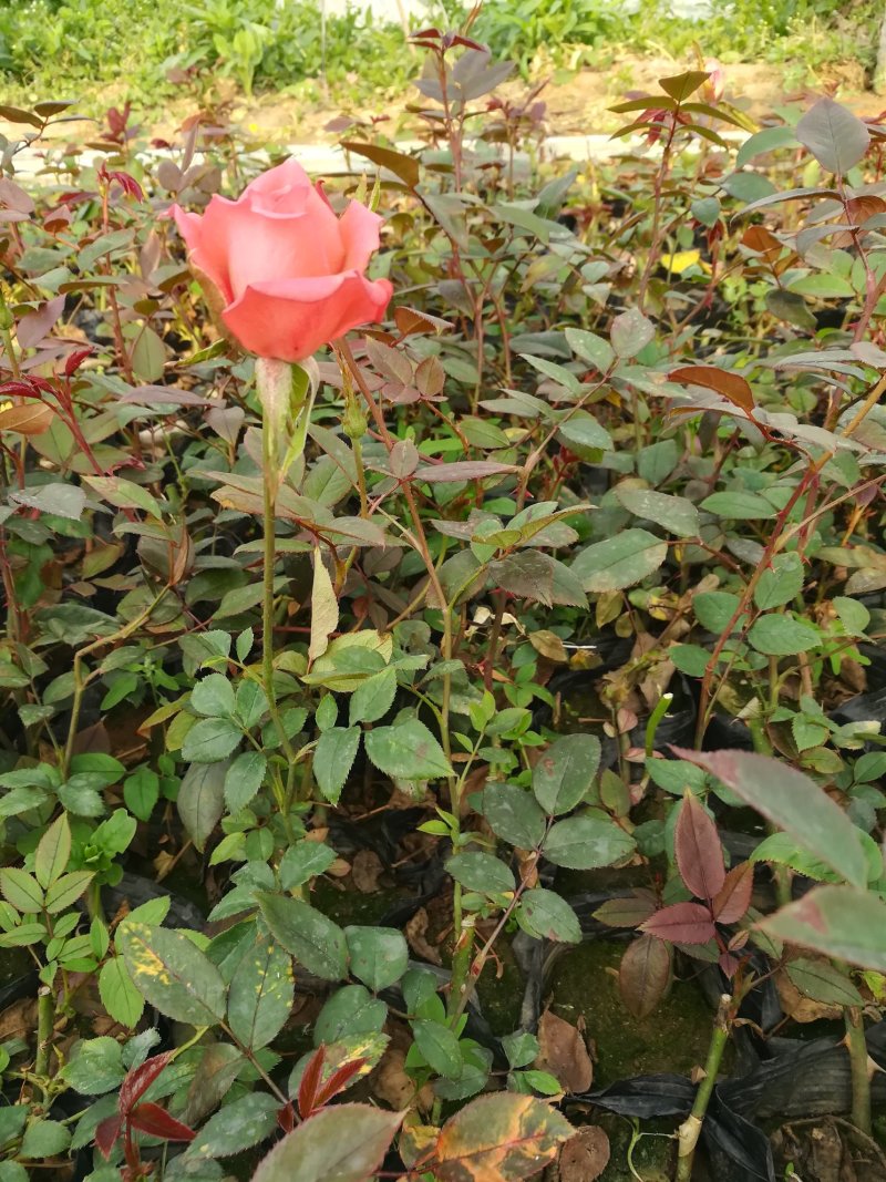 各类大花月季多品种种植基地红帽大花丰花多品种