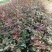 各类大花月季多品种种植基地红帽大花丰花多品种