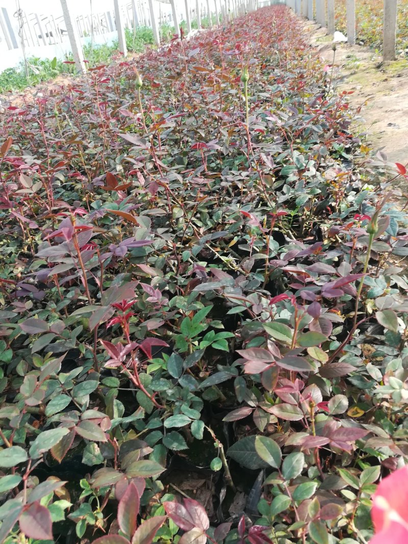 各类大花月季多品种种植基地红帽大花丰花多品种