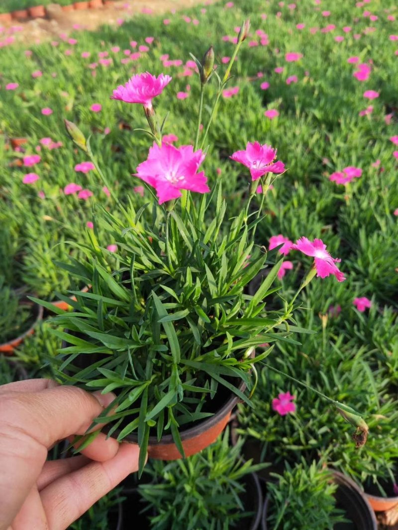 优质欧石竹双色盆，营养杯。