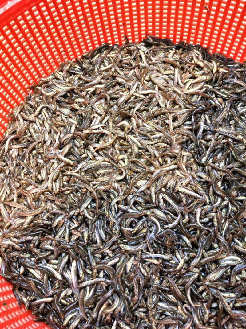 泥鳅苗台湾泥鳅淡水养殖池塘养殖