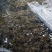 泥鳅苗台湾泥鳅淡水养殖池塘养殖
