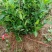 小叶扶芳藤。分栽苗。30公分以上-70公分以下