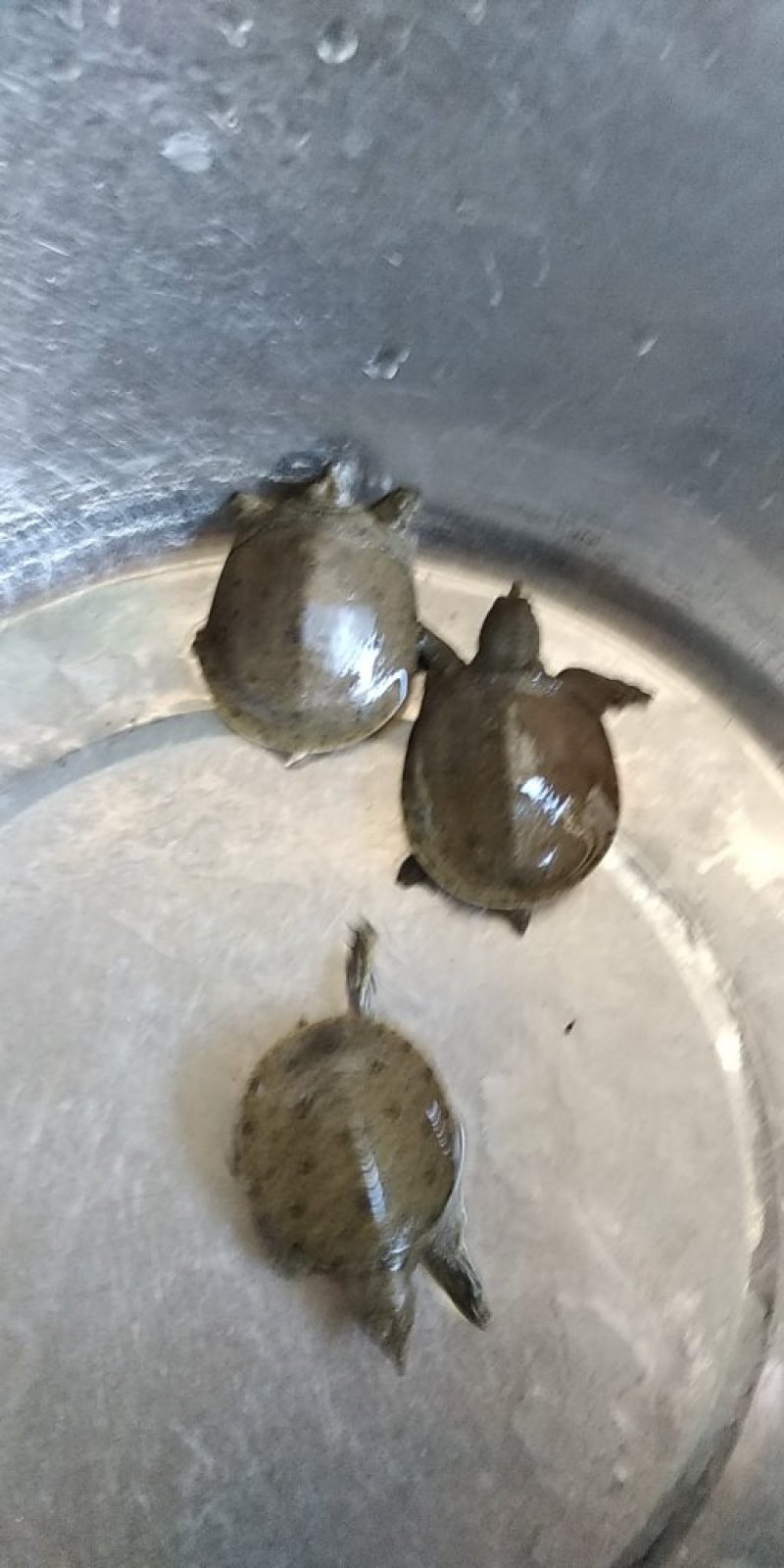 甲鱼苗鳖苗中华鳖苗水鱼苗团鱼苗外塘养殖