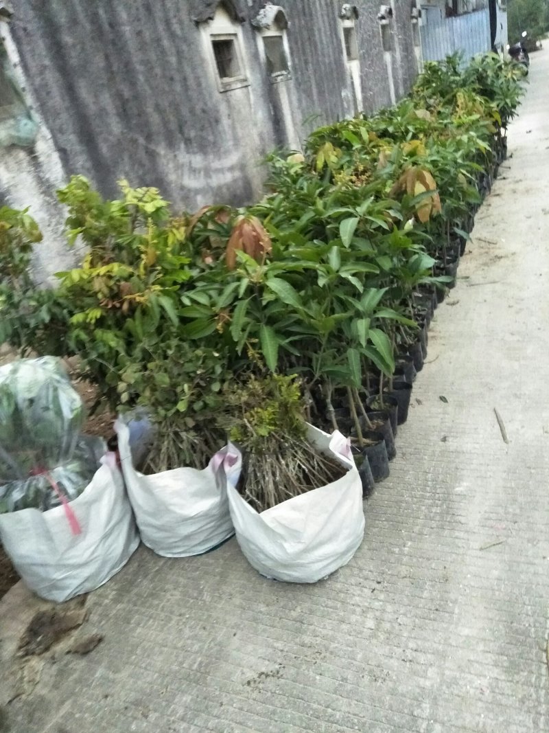 【精选】金煌芒芒果树苗产地直销，正宗嫁接营养杯苗大量上市