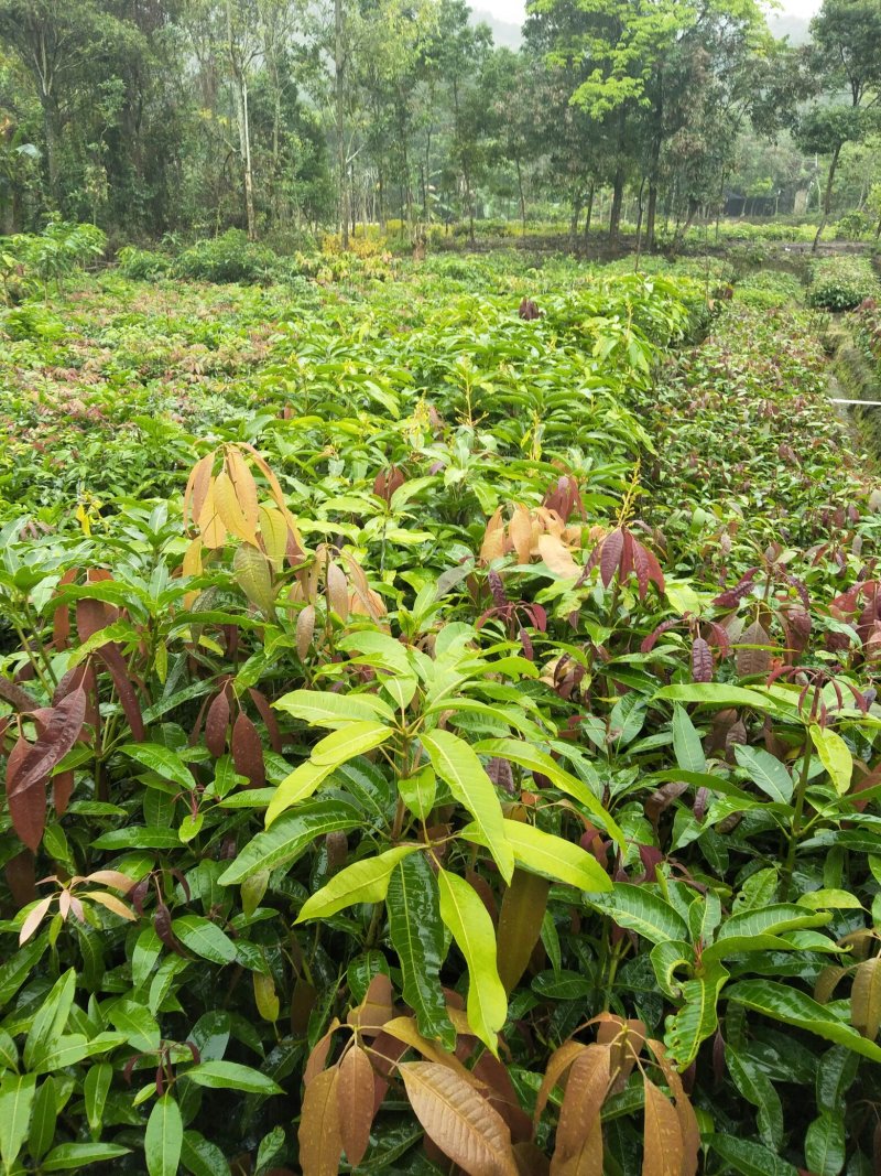 【精选】金煌芒芒果树苗产地直销，正宗嫁接营养杯苗大量上市