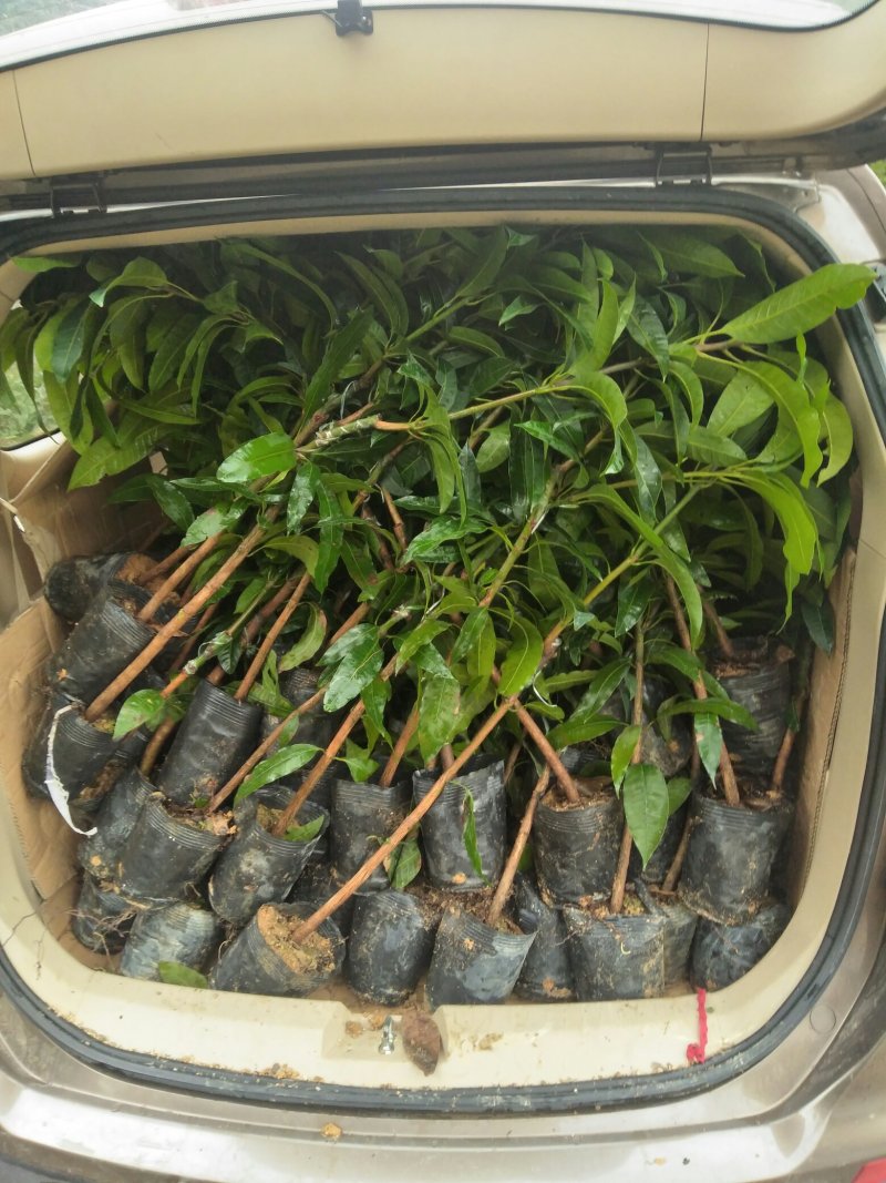 【精选】金煌芒芒果树苗产地直销，正宗嫁接营养杯苗大量上市