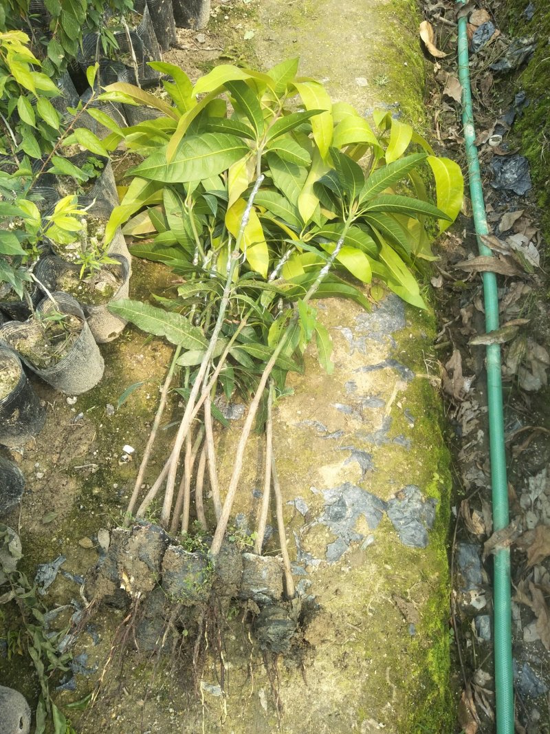 【精选】金煌芒芒果树苗产地直销，正宗嫁接营养杯苗大量上市