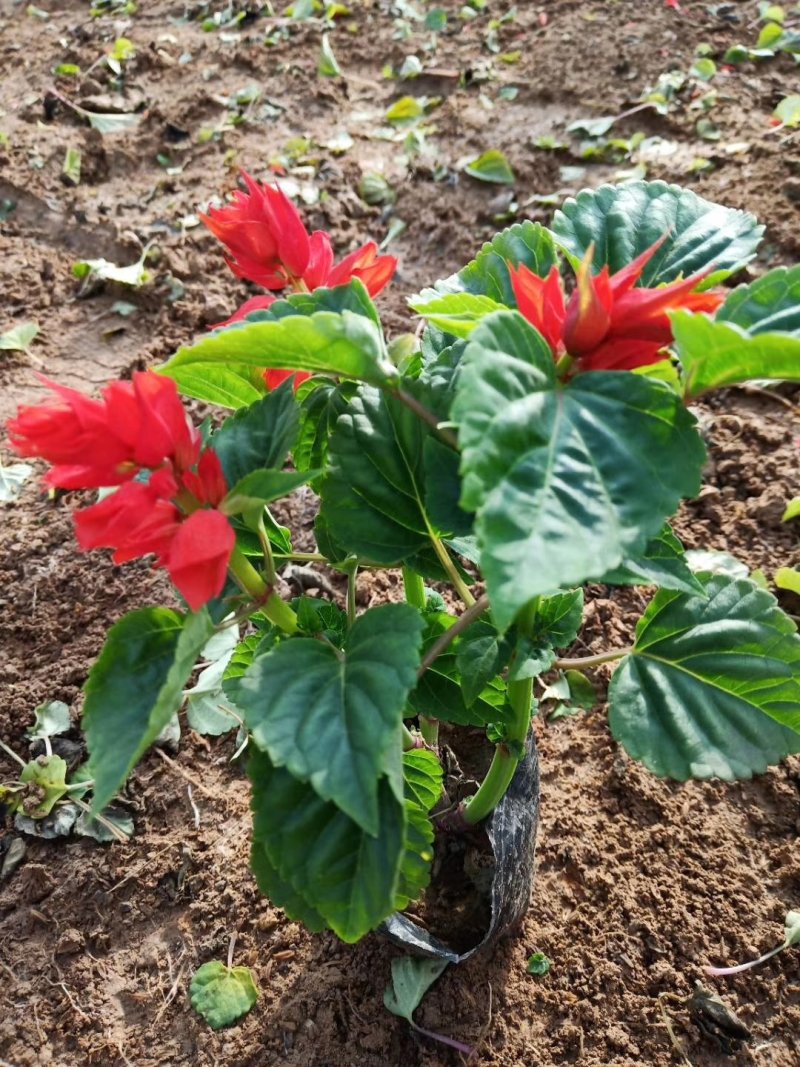 一串红双色盆，营养杯大量现货基地直销绿化工程花海打造