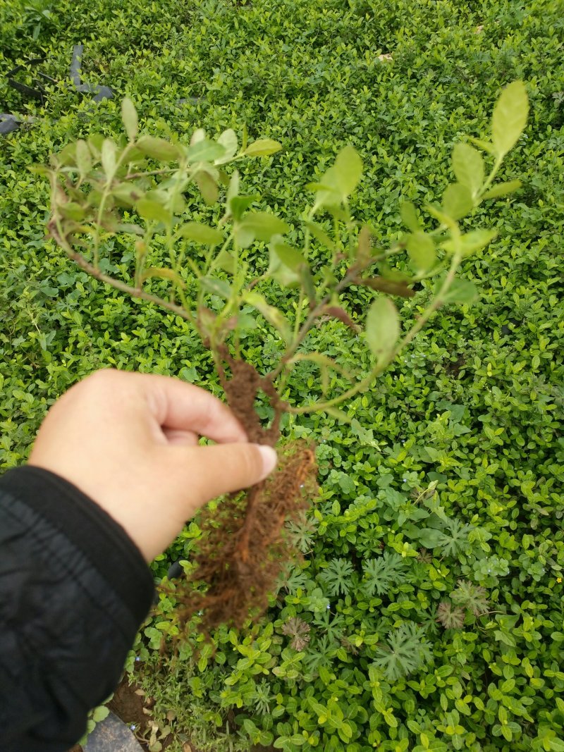 小叶扶芳藤耐寒耐干燥