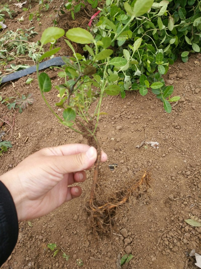 小叶扶芳藤耐寒耐干燥
